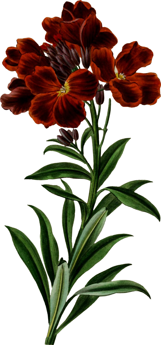 Floral Plant Illustration